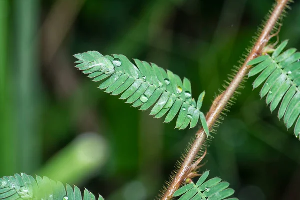 Mimoza Pudika Yaprakları Üzerinde Küçük Damlacıkları — Stok fotoğraf