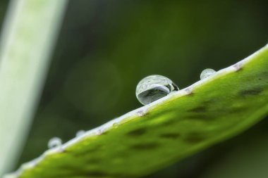 Islak kalanchoe gastonis-bonnieri sulu bitkiyi kapatın.