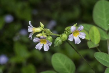 Küçük oksalis barrelieri çiçeğinin yakın plan çekimi.