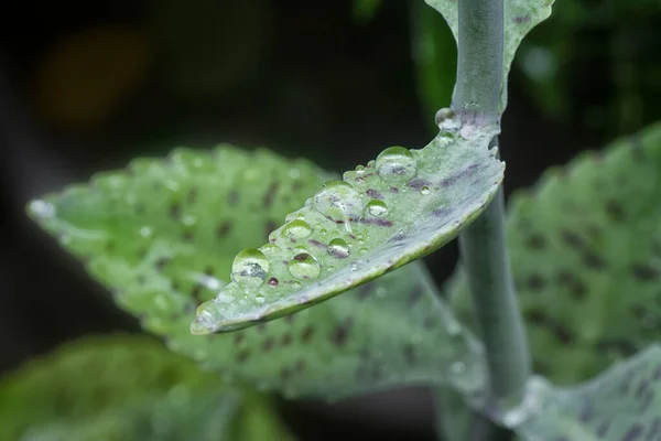 在湿淋淋的石榴肉质植物的特写下 — 图库照片