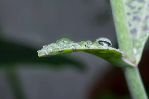 在湿淋淋的石榴肉质植物的特写下 — 图库照片