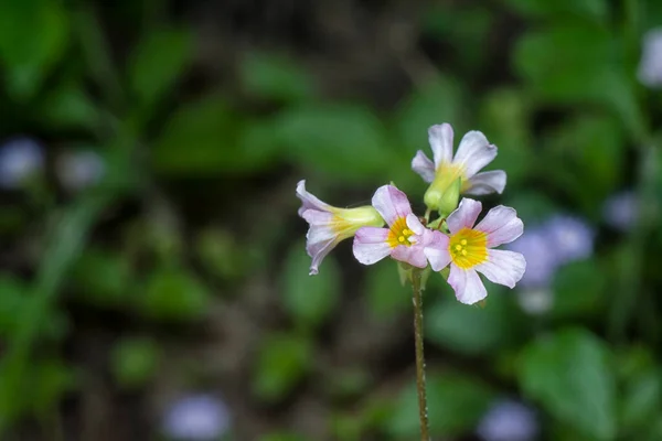 Közeli Felvétel Apró Oxalis Barrelieri Virágról — Stock Fotó