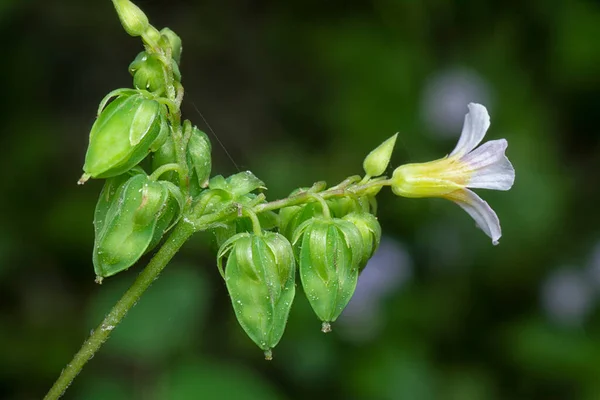 stock image close up shot of the tiny oxalis barrelieri flower