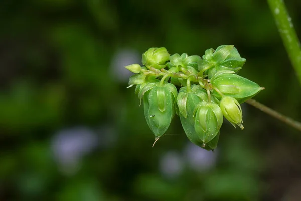 Κοντινό Πλάνο Του Μικροσκοπικού Λουλουδιού Oxalis Barrelieri — Φωτογραφία Αρχείου
