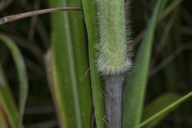 close up of the stems of poaceae grasses branch. clipart