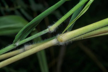 Poaceae otlarının dallarını kapatın..