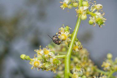 Küme sineğinin Ambarella çiçeğinin sapında dinlendiği yakın çekim..