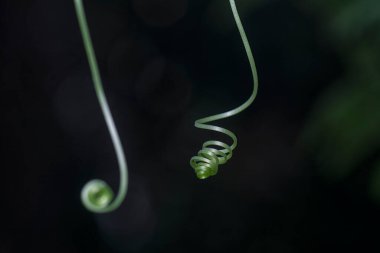 Bükülmüş filizin yakın çekimi