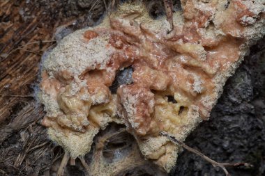 Kabuktaki füligo plazmik balçık kalıbının yakın çekimi..