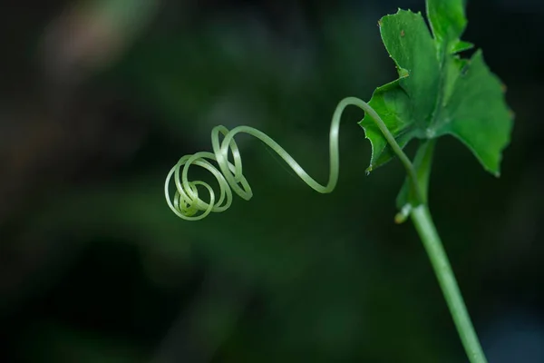 close shot of the twisting tendril plant