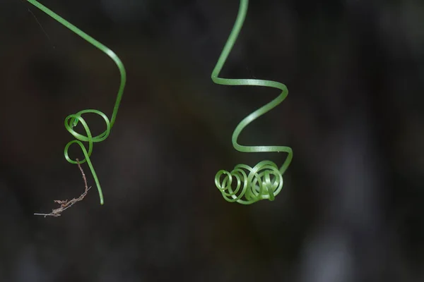 close shot of the twisting tendril plant