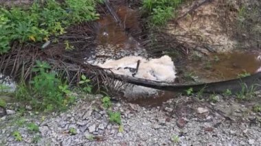 Çiftlik drenaj nehrinde beyaz kahverengimsi köpük hattı yüzeye çıkıyor..