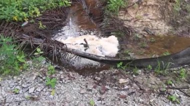 Çiftlik drenaj nehrinde beyaz kahverengimsi köpük hattı yüzeye çıkıyor..