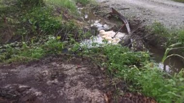 Çiftlik drenaj nehrinde beyaz kahverengimsi köpük hattı yüzeye çıkıyor..