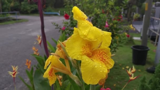 美しい黄色のカンナ インディカユリの花の植物 — ストック動画