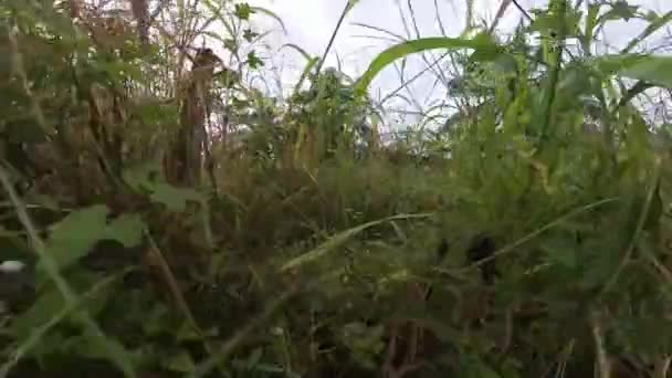 Buskig Tropisk Miljö Vegetation Längs Olja Palm Plantage Vägkanten — Stockvideo
