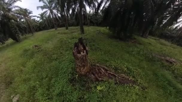 Bujna Roślinność Tropikalna Wzdłuż Drogi Plantacji Palmy Olejowej — Wideo stockowe
