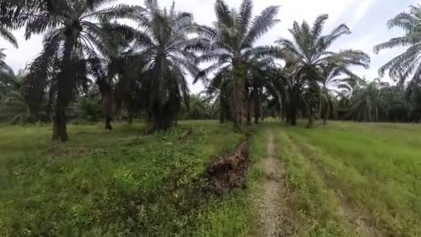 Bossige Tropische Vegetatie Langs Oliepalmplantage Langs Weg — Stockvideo