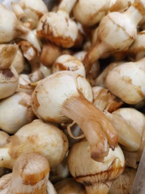 Çiğ porselen ok başı demeti