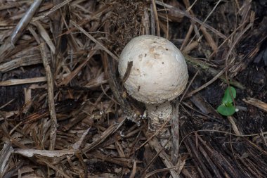 Bir vahşi, parlak yulaf ezmesi mantarı yerde.