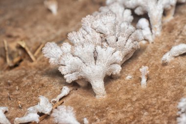 Vahşi açık kahverengi huni pervane şeklinde mantarlar..