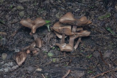 Yaban mantarları yenmez kepler yerde