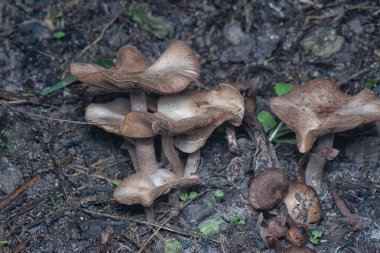 Yaban mantarları yenmez kepler yerde