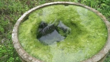 yüzen yosunlarla dolu beton kuyu. 