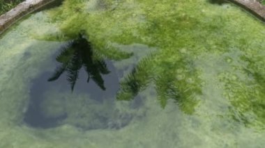 yüzen yosunlarla dolu beton kuyu. 