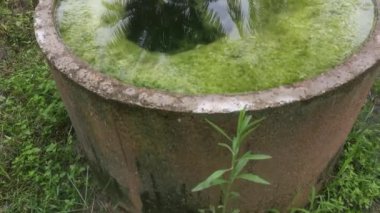 yüzen yosunlarla dolu beton kuyu. 