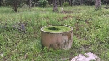 yüzen yosunlarla dolu beton kuyu. 