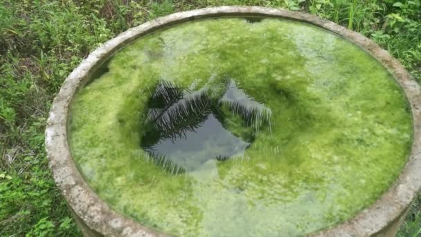 Concrete Well Filled Floating Algae Sludge — Stock Video