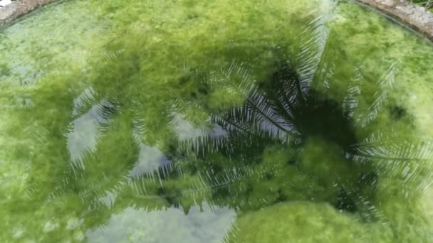 Concreto Bien Lleno Lodos Algas Flotantes — Vídeo de stock