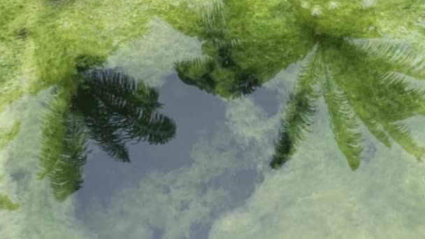 浮遊藻類スラッジで満たされたコンクリートは — ストック動画