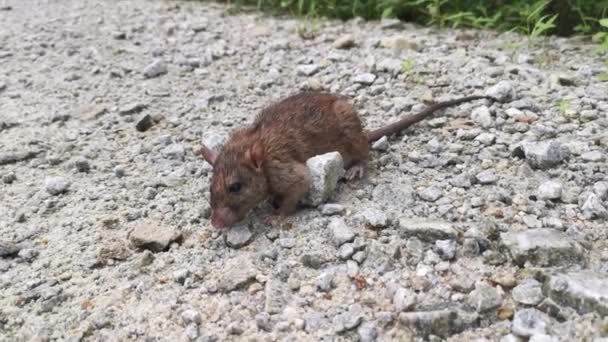 砂利道の上に小さなネズミが休んでいて — ストック動画