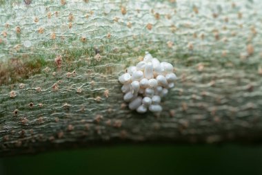 Çimlerin ucunda asılı olan beyaz hiperparaziti kapat..