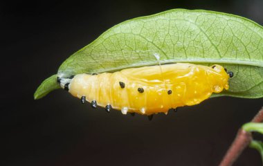 Boyalı Jezebel Kelebeği 'nin pupasına yaklaş.