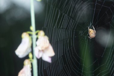 Webcob 'un ortasında dinlenen küçük neoscona örümceğiyle yakın çekim yapın.