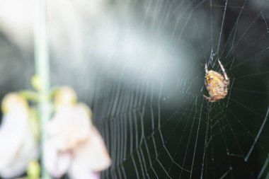 Webcob 'un ortasında dinlenen küçük neoscona örümceğiyle yakın çekim yapın.