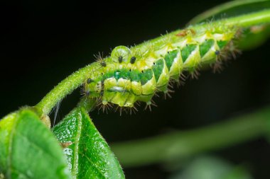 Yaklaş yeşil rapala pheretima sequeira caterpillar