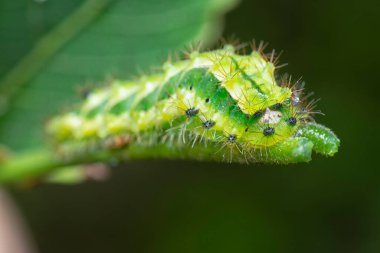 Yaklaş yeşil rapala pheretima sequeira caterpillar