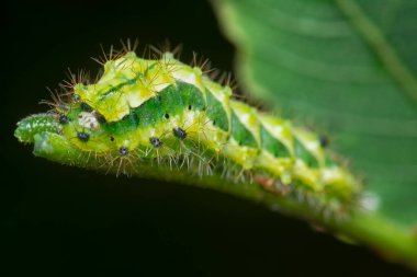 Yaklaş yeşil rapala pheretima sequeira caterpillar
