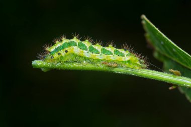 Yaklaş yeşil rapala pheretima sequeira caterpillar