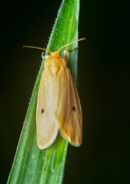 Pirinç sapı güvesinin yakın çekimi.