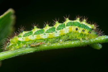 Yaklaş yeşil rapala pheretima sequeira caterpillar