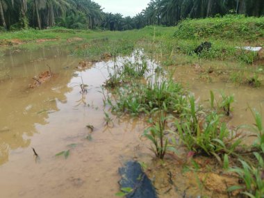 Şiddetli yağmurdan sonra boş tarım arazileri su birikintileriyle dolu.