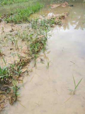 Şiddetli yağmurdan sonra boş tarım arazileri su birikintileriyle dolu.