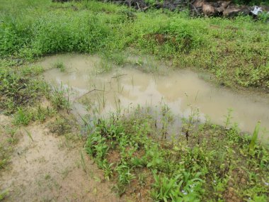 Şiddetli yağmurdan sonra boş tarım arazileri su birikintileriyle dolu.