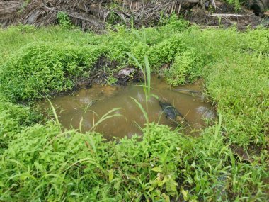 Şiddetli yağmurdan sonra boş tarım arazileri su birikintileriyle dolu.