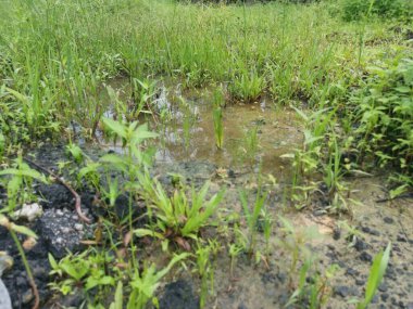 Şiddetli yağmurdan sonra boş tarım arazileri su birikintileriyle dolu.